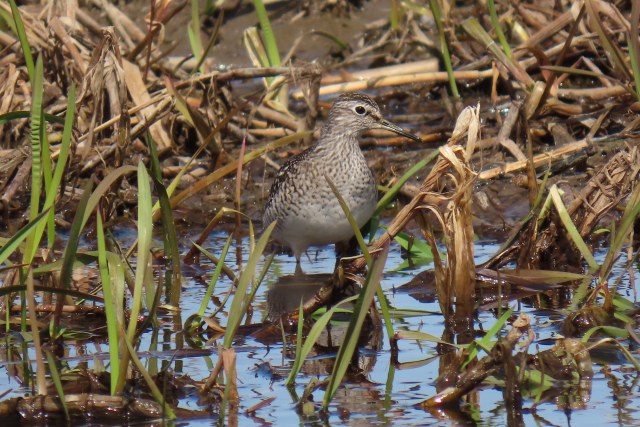 Liro / Wood Sandpiper