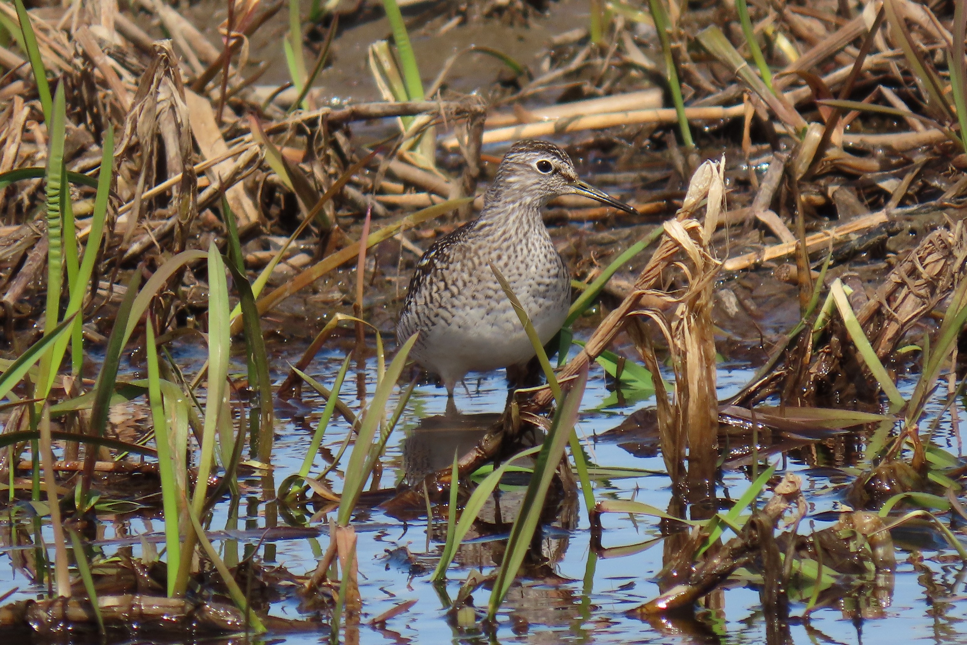 Liro / Wood Sandpiper