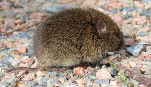Metsämyyrä / Bank Vole