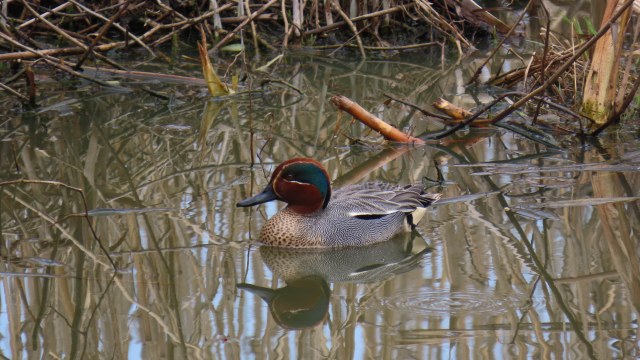 Tavi / Eurasian Teal