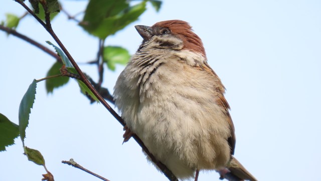 Pikkuvarpunen / Eurasian Tree Sparrow