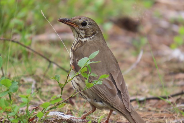 Laulurastas / Song Thrush