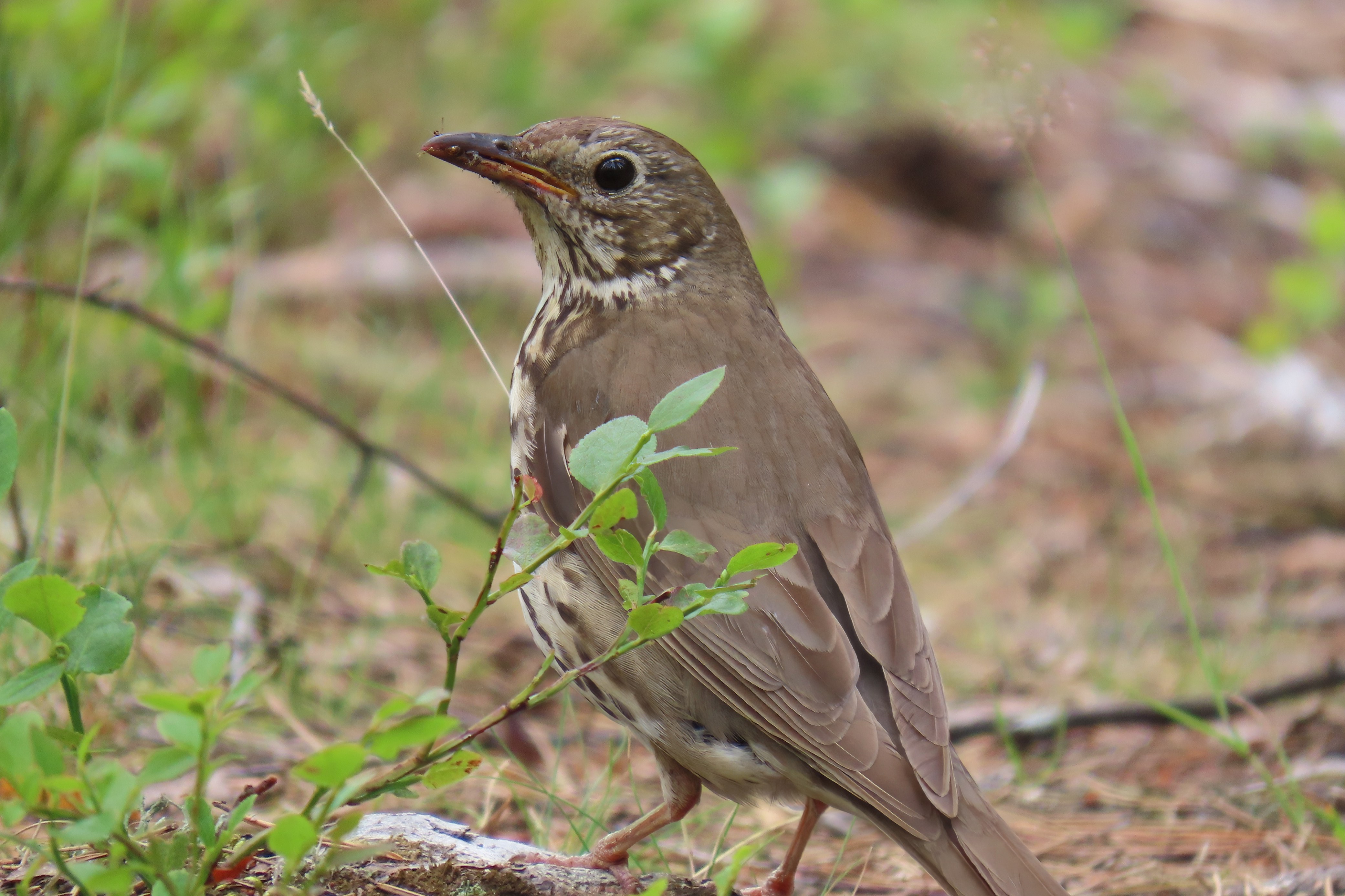 Laulurastas / Song Thrush