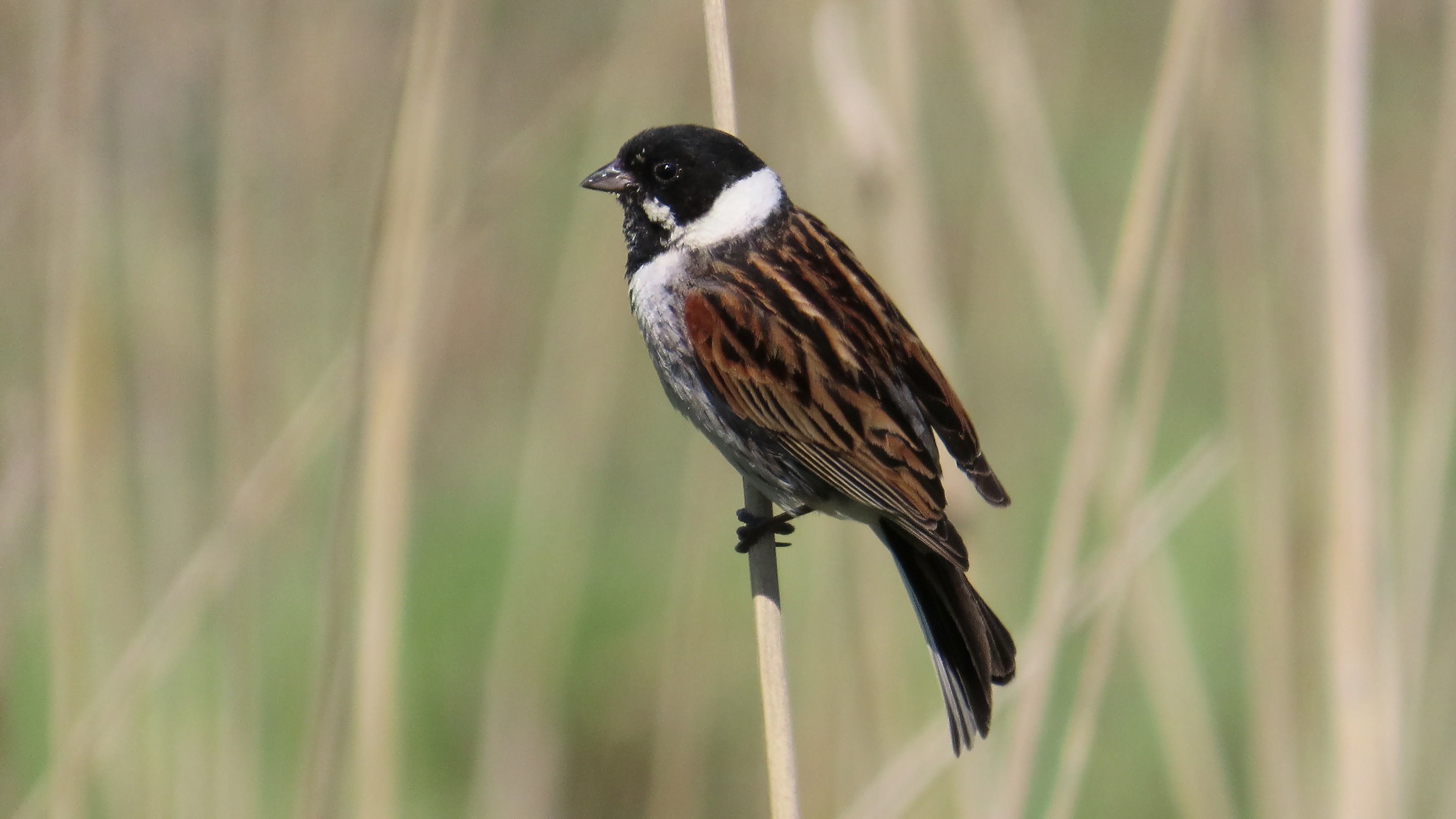 Pajusirkku / Common Reed Bunting