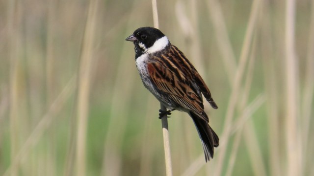 Pajusirkku / Common Reed Bunting