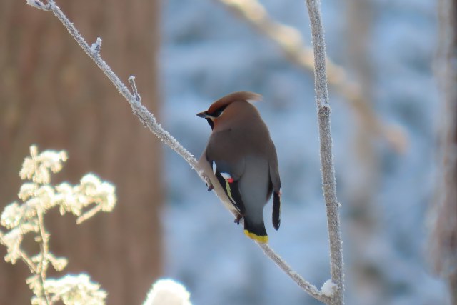 Tilhi / Bohemian Waxwing