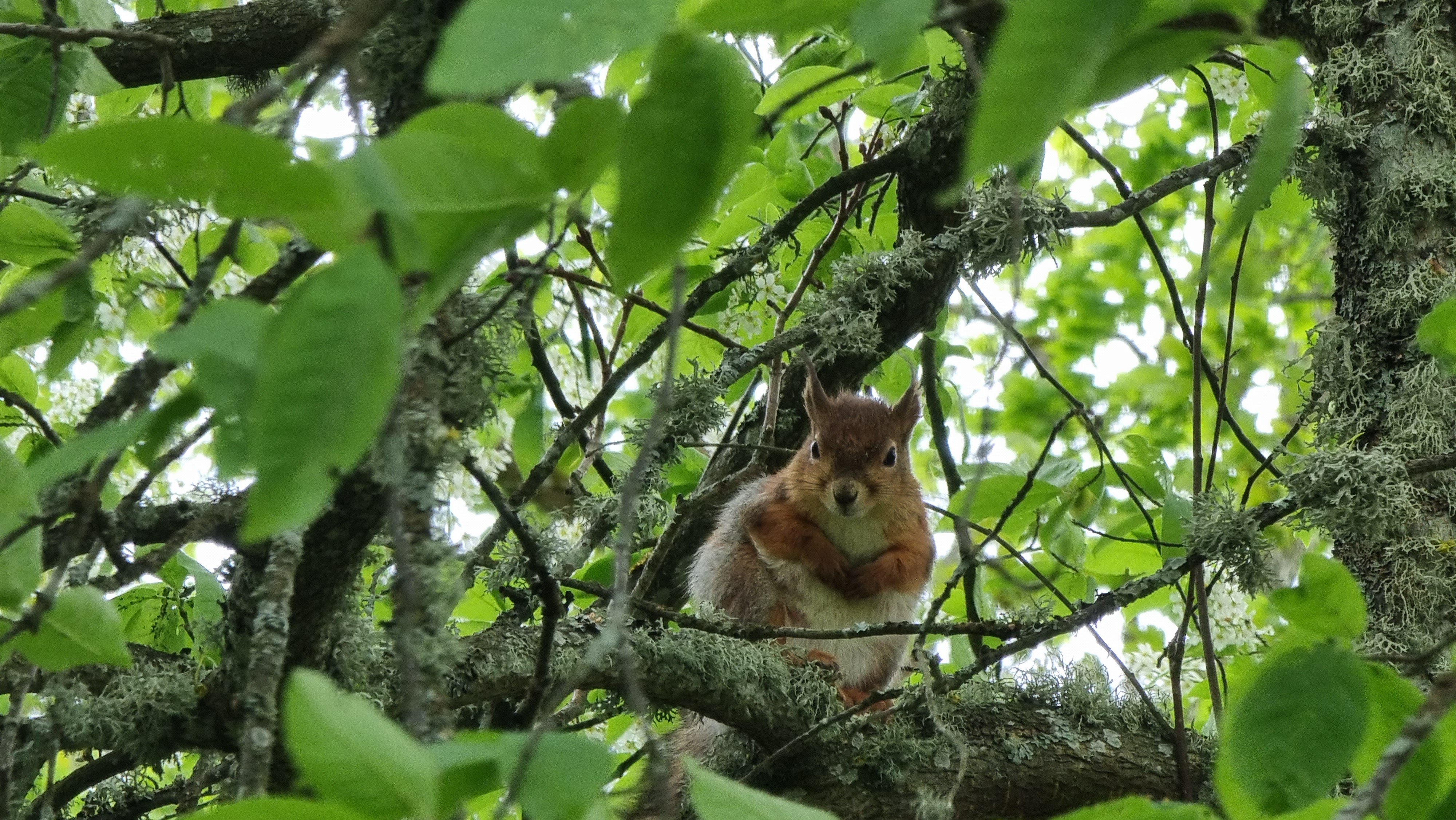 Orava / Red Squirrel