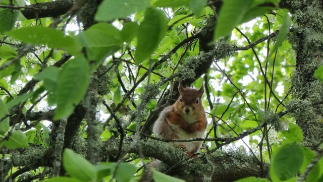 Orava / Red Squirrel