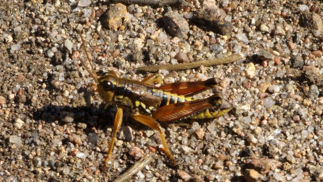 Kangassirkka / Podisma Pedestris