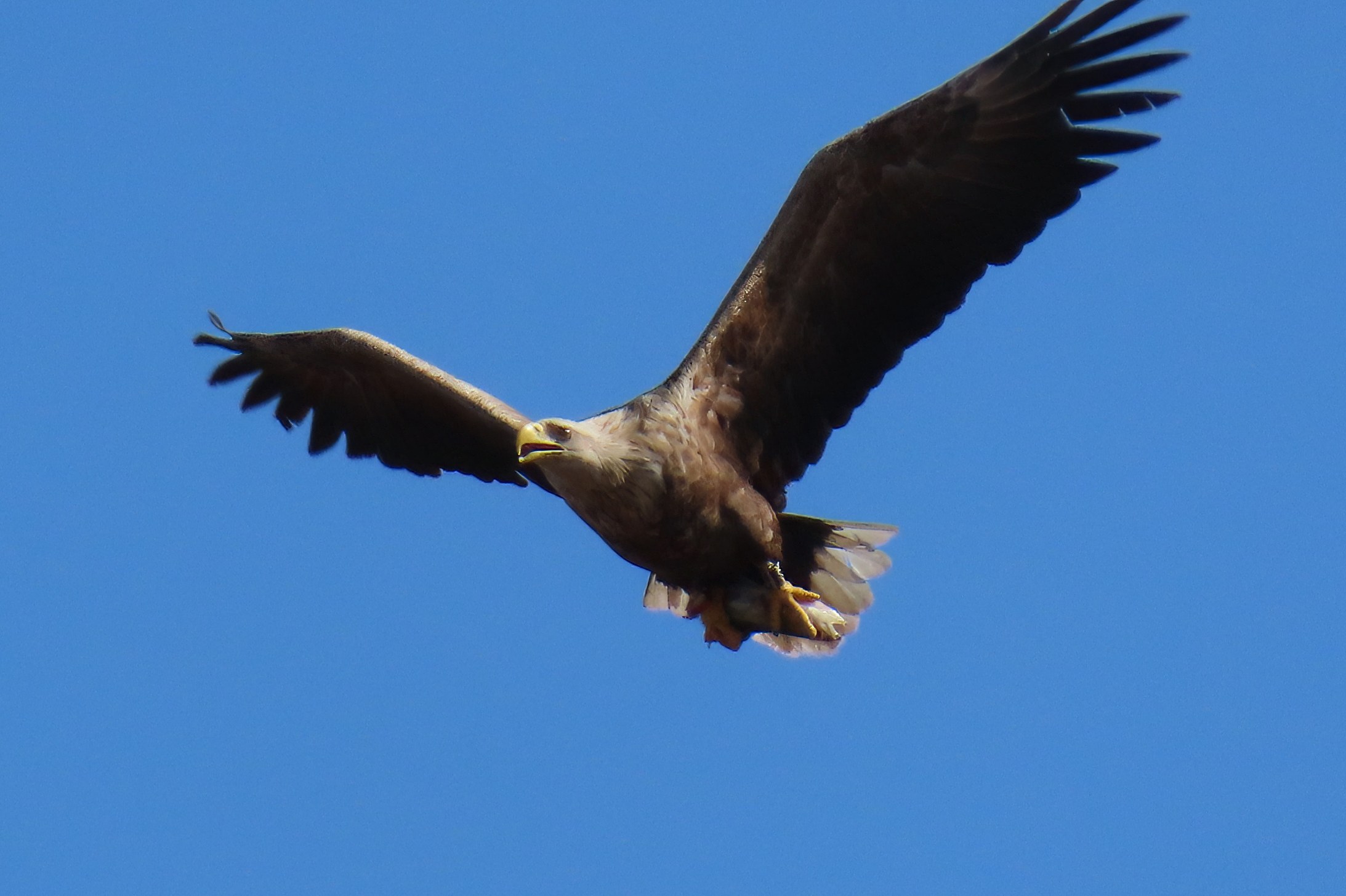 Merikotka / White-Tailed Eagle