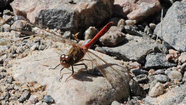 Verikorento / Ruddy Darter