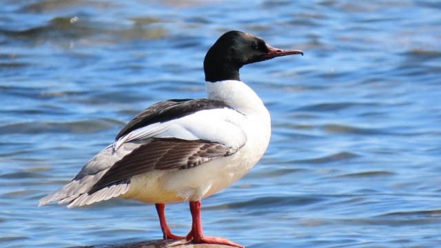 Isokoskelo / Common Merganser