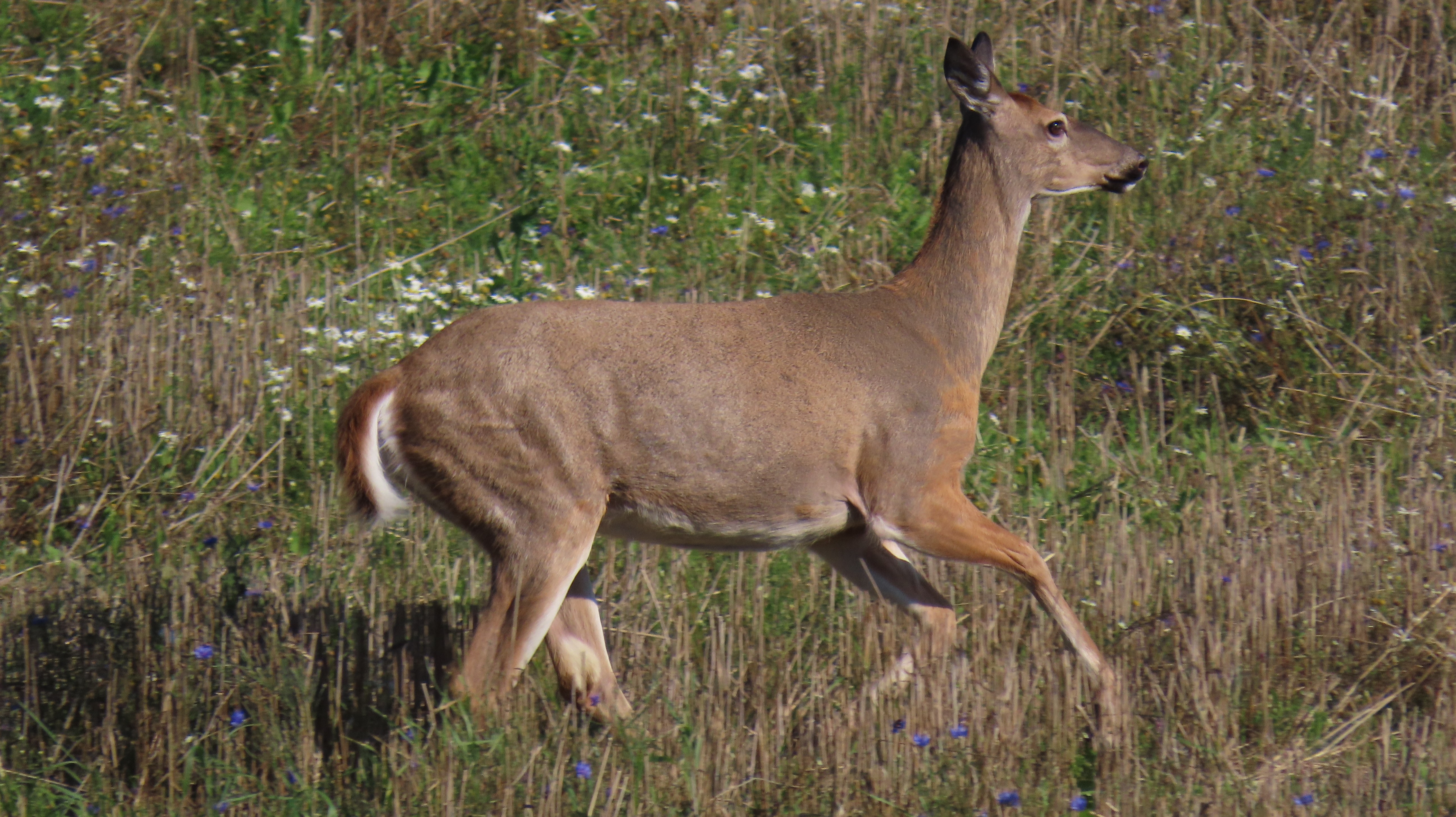 Valkohäntäpeura / White-tailed Deer