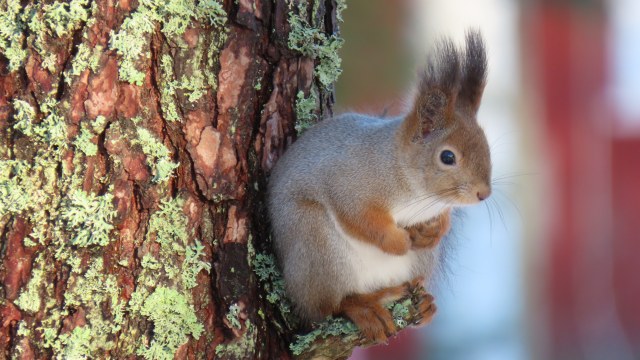 Orava / Red Squirrel