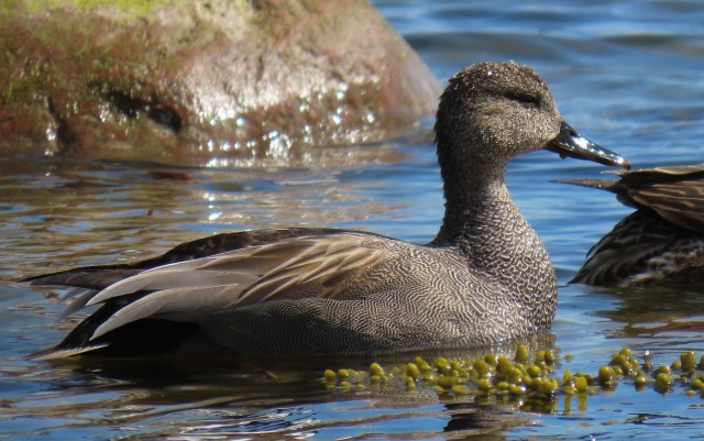 Harmaasorsa / Gadwall