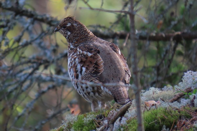 Pyy / Hazel Grouse