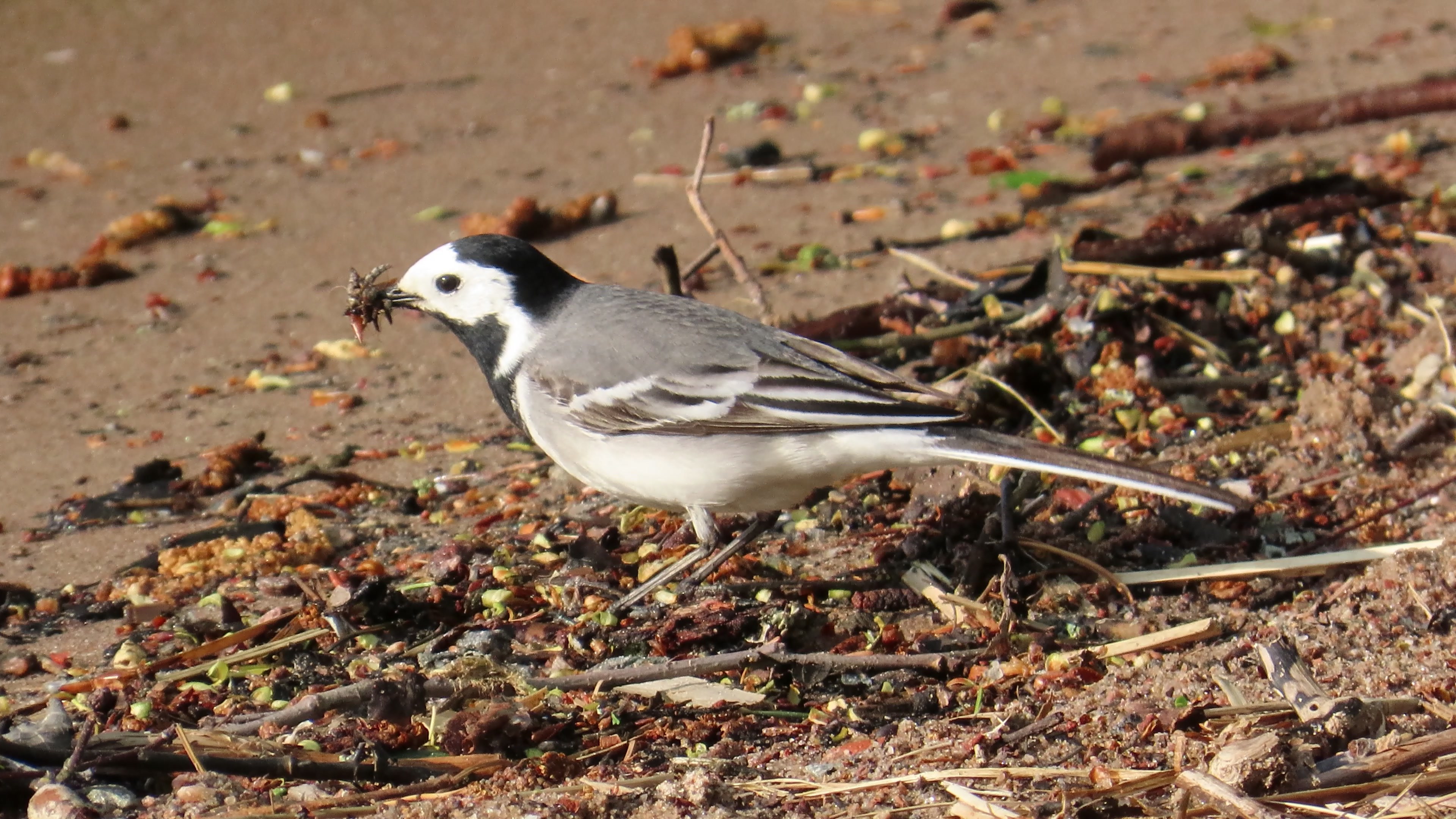 Västäräkki / White wagtail