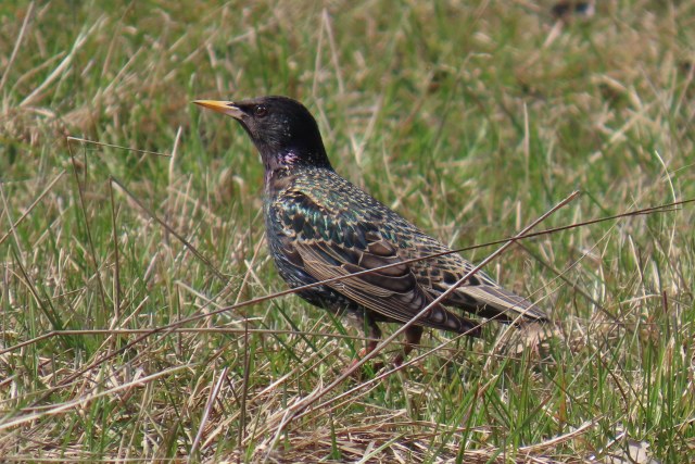 Kottarainen / Common Starling