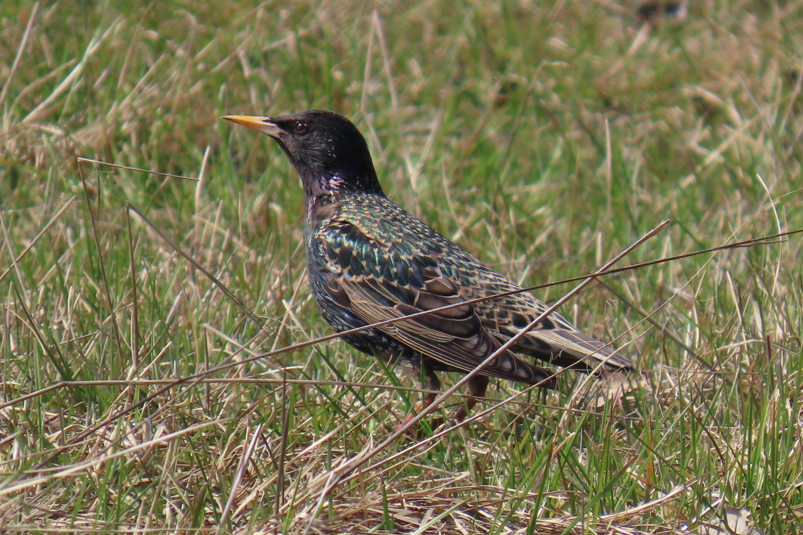Kottarainen / Common Starling