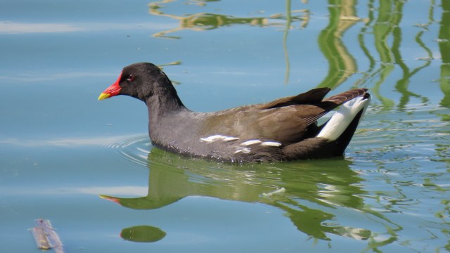 Liejukana / Common Moorhen