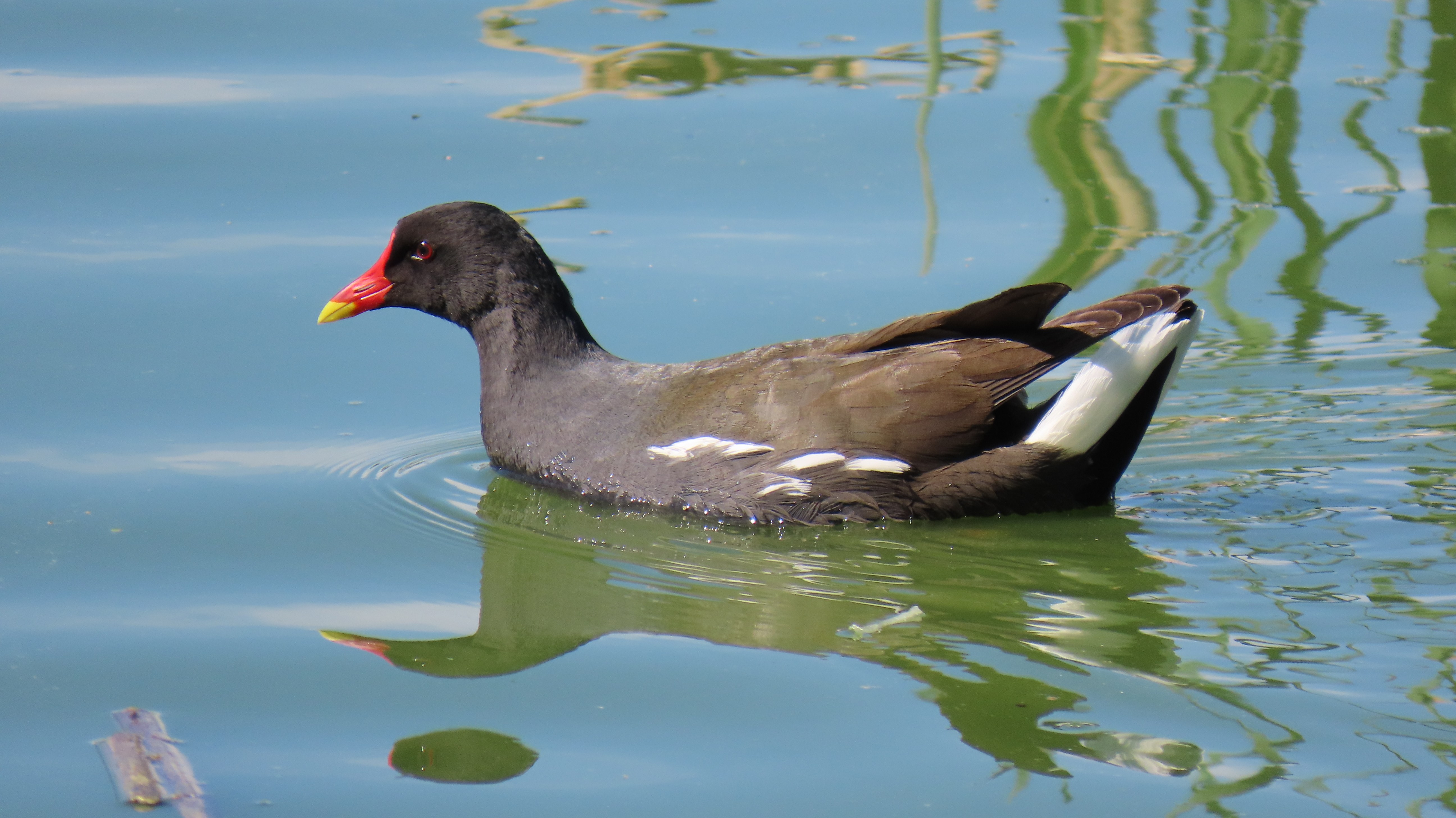 Liejukana / Common Moorhen