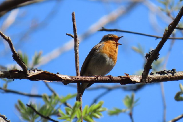 Punarinta / European Robin