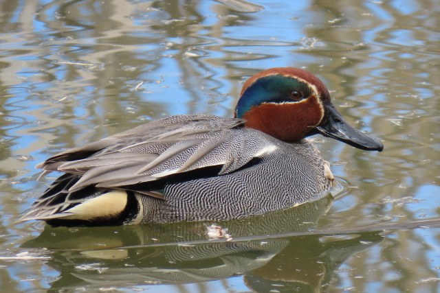 Tavi / Eurasian Teal