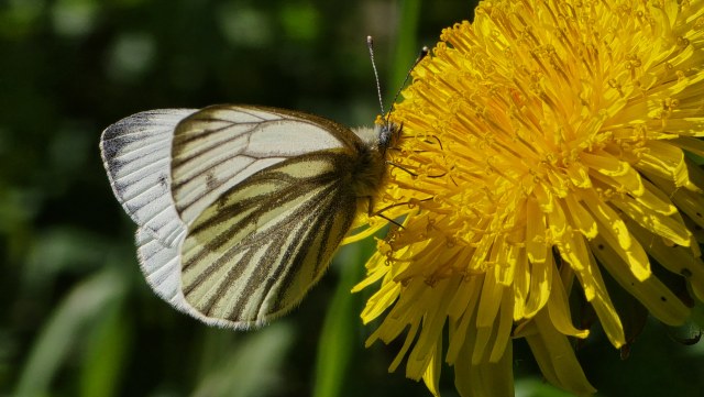 Lanttuperhonen / Green-veined White