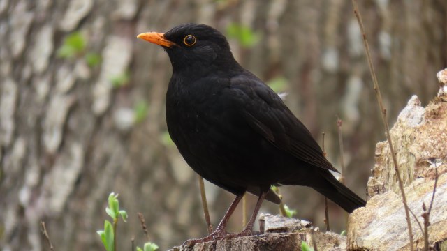 Mustarastas / Common Blackbird