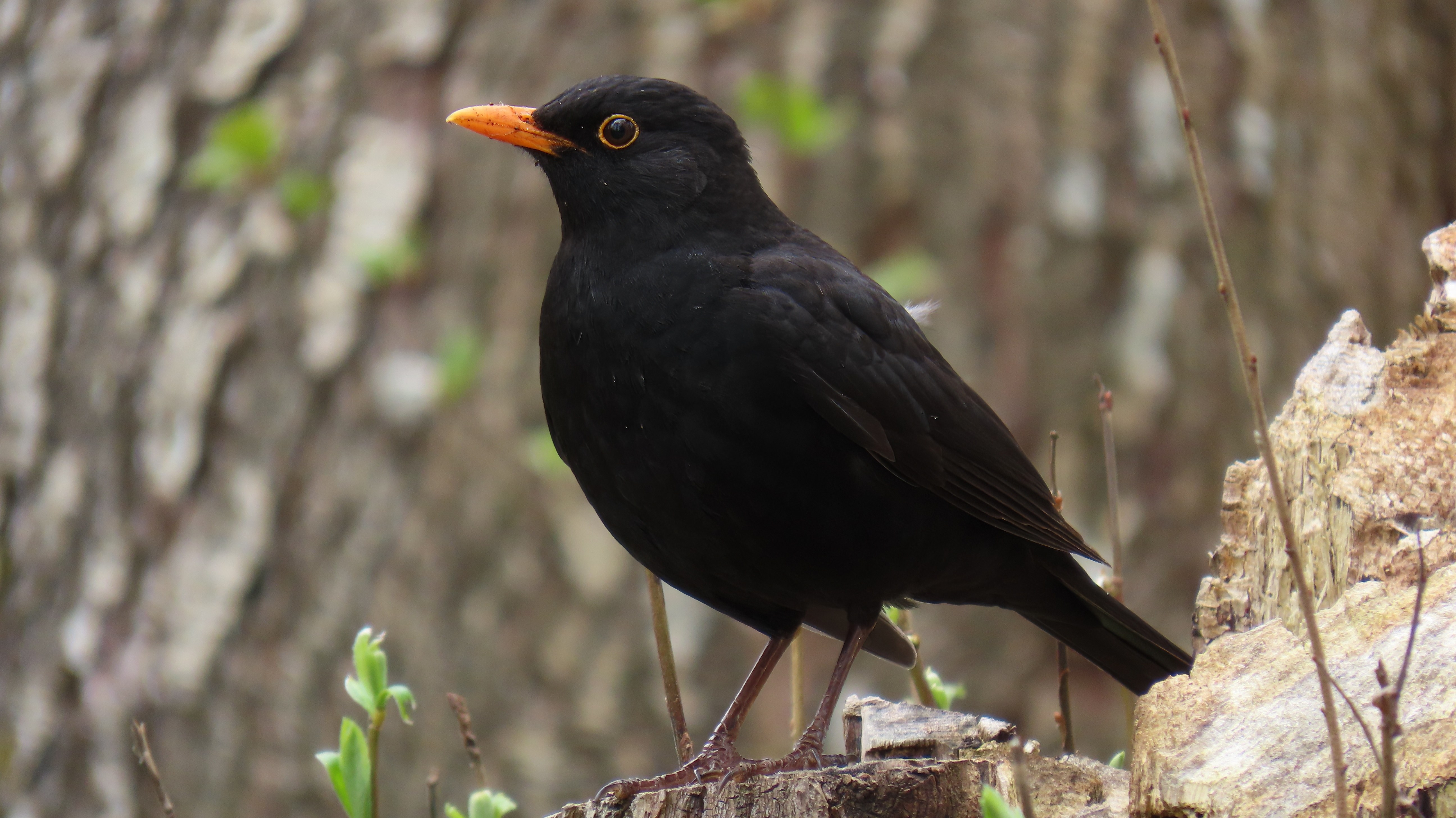 Mustarastas / Common Blackbird