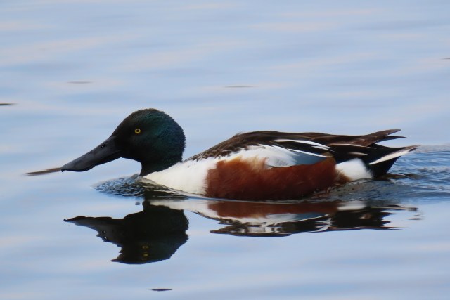 Lapasorsa / Northern Shoveler
