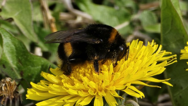 Kimalainen / Bumblebee