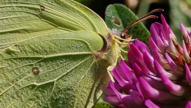 Sitruunaperhonen / Common Brimstone