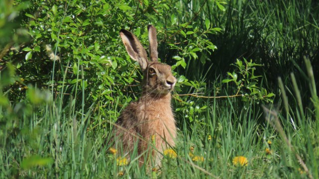 Rusakko / European Hare