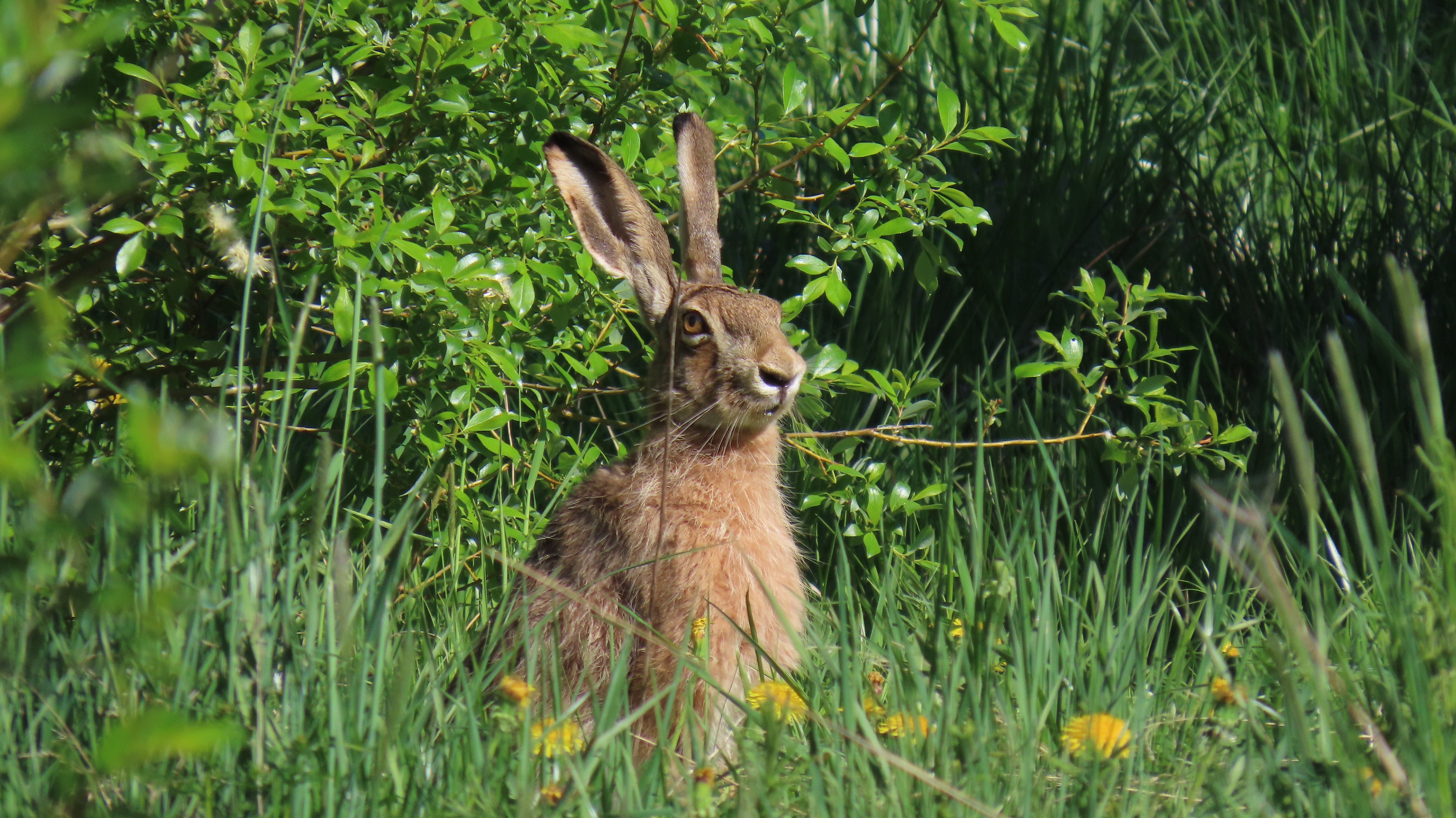 Rusakko / European Hare
