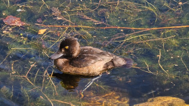 Tukkasotka / Tufted Duck