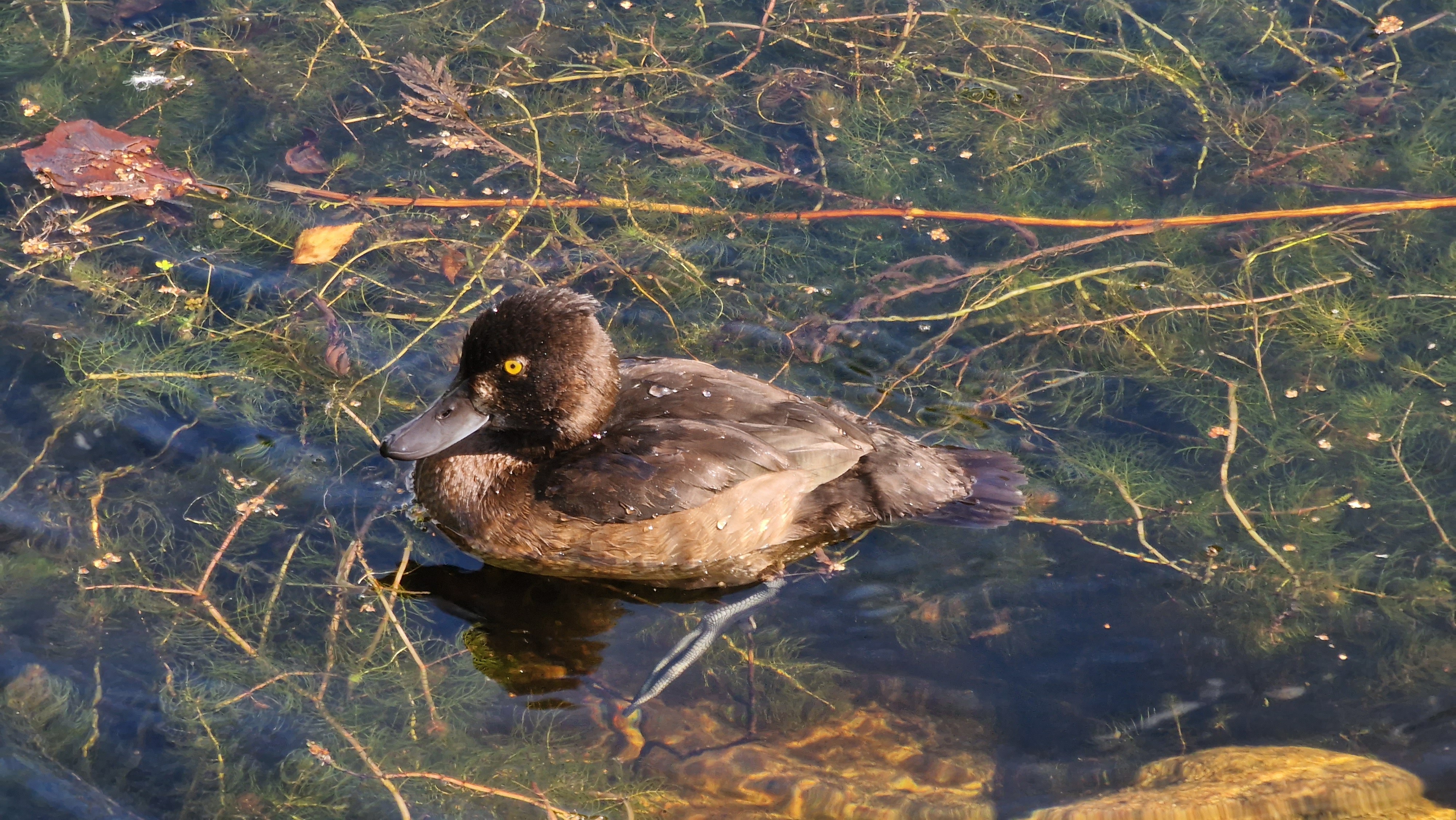 Tukkasotka / Tufted Duck