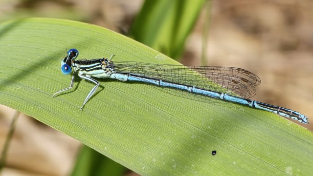 Tytönkorento / Blue Damselfly