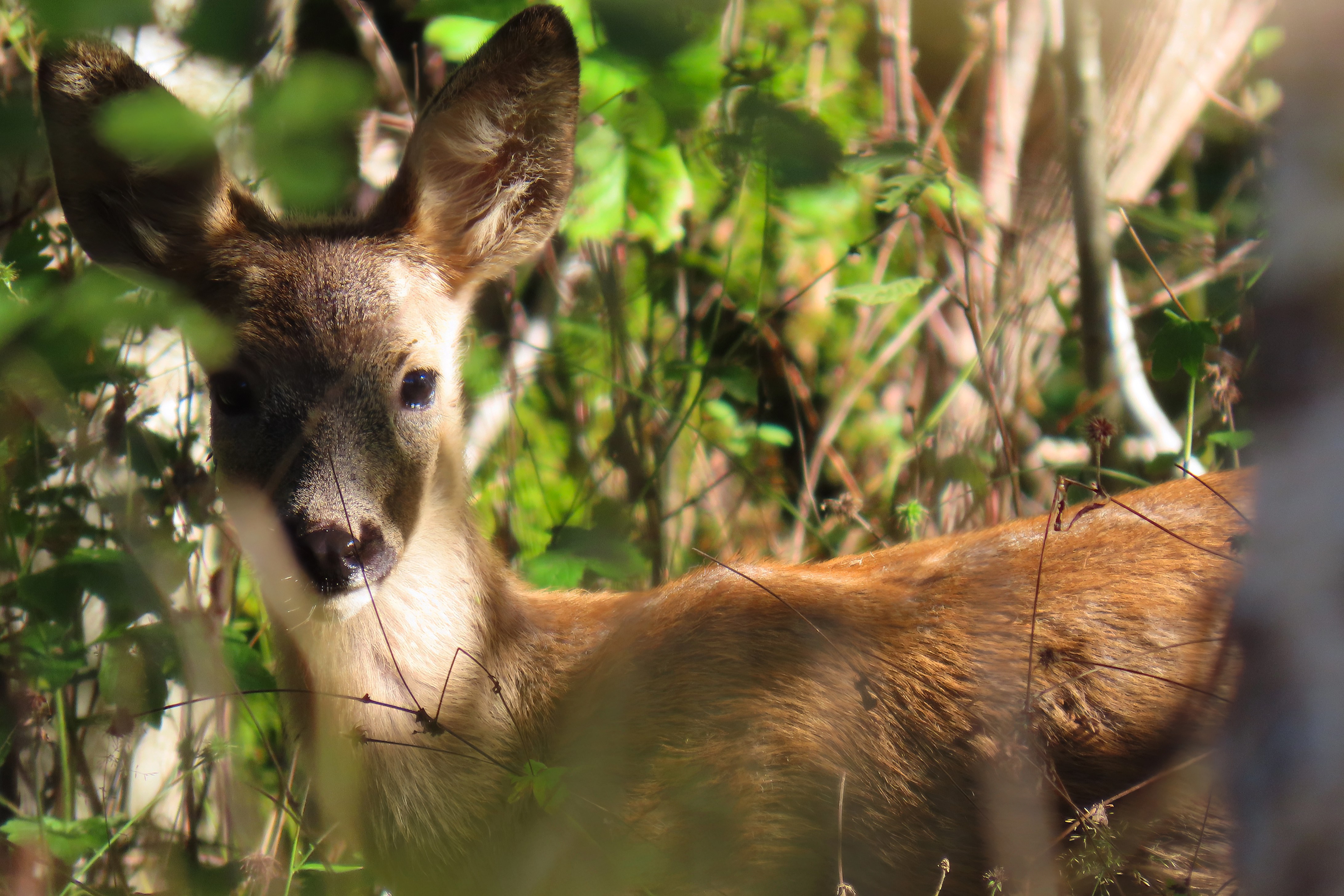 Metsäkauris / Roe Deer