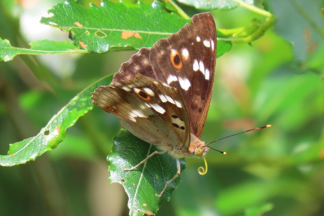 Pikkuhäiveperhonen / Lesser Purple Emperor