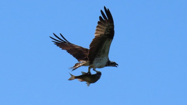 Sääksi / Osprey