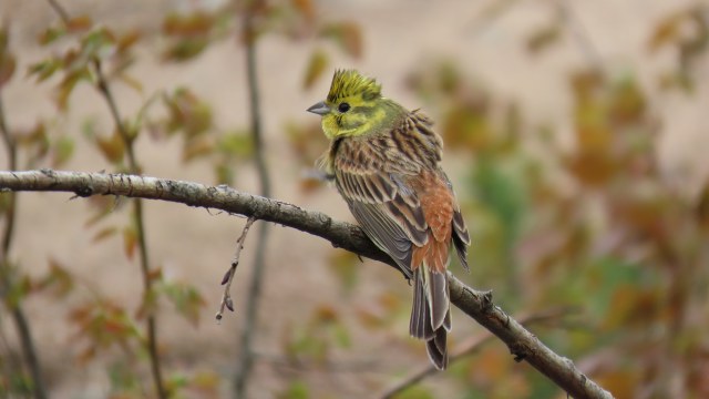 Keltasirkku / Yellowhammer