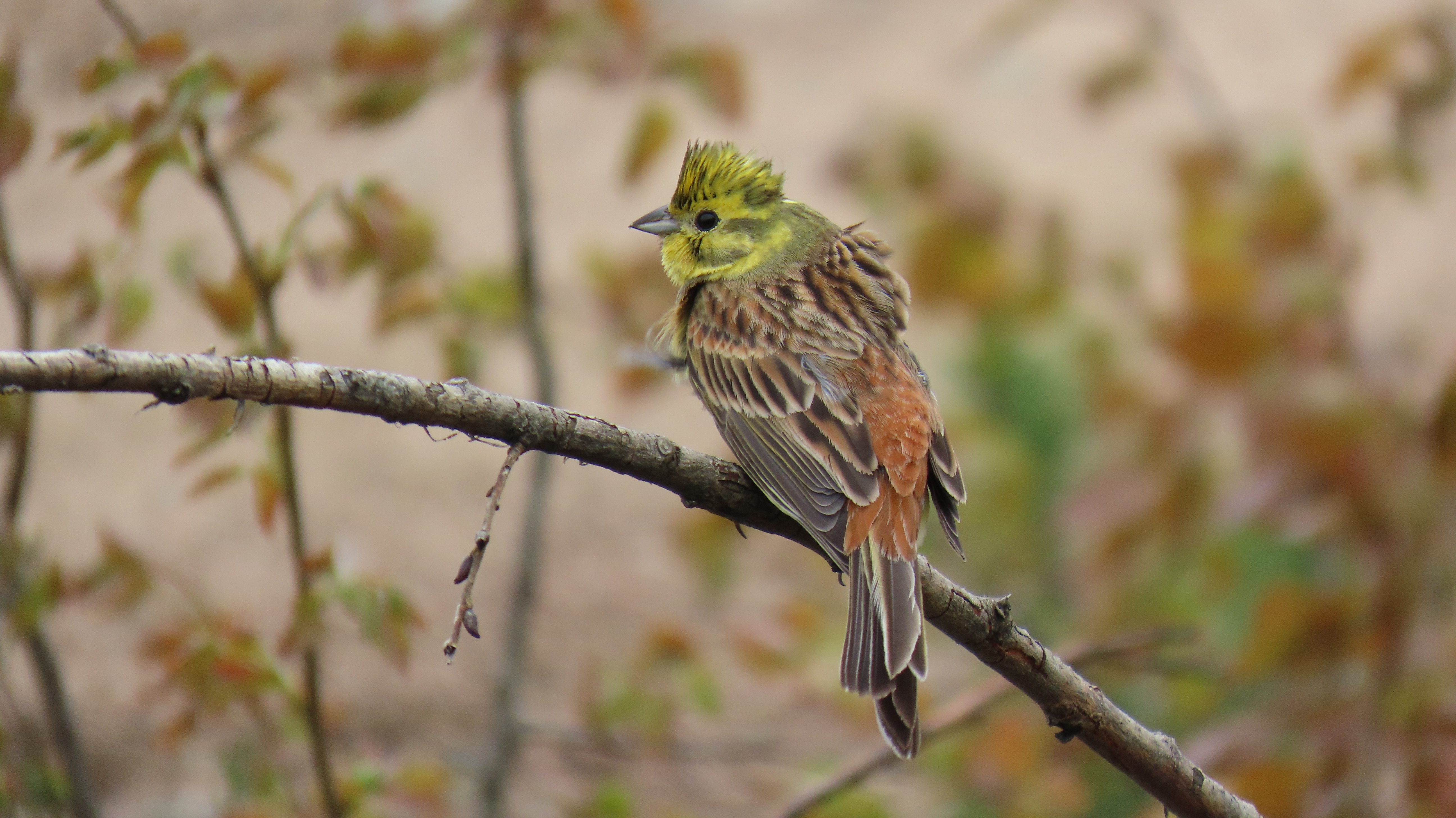 Keltasirkku / Yellowhammer