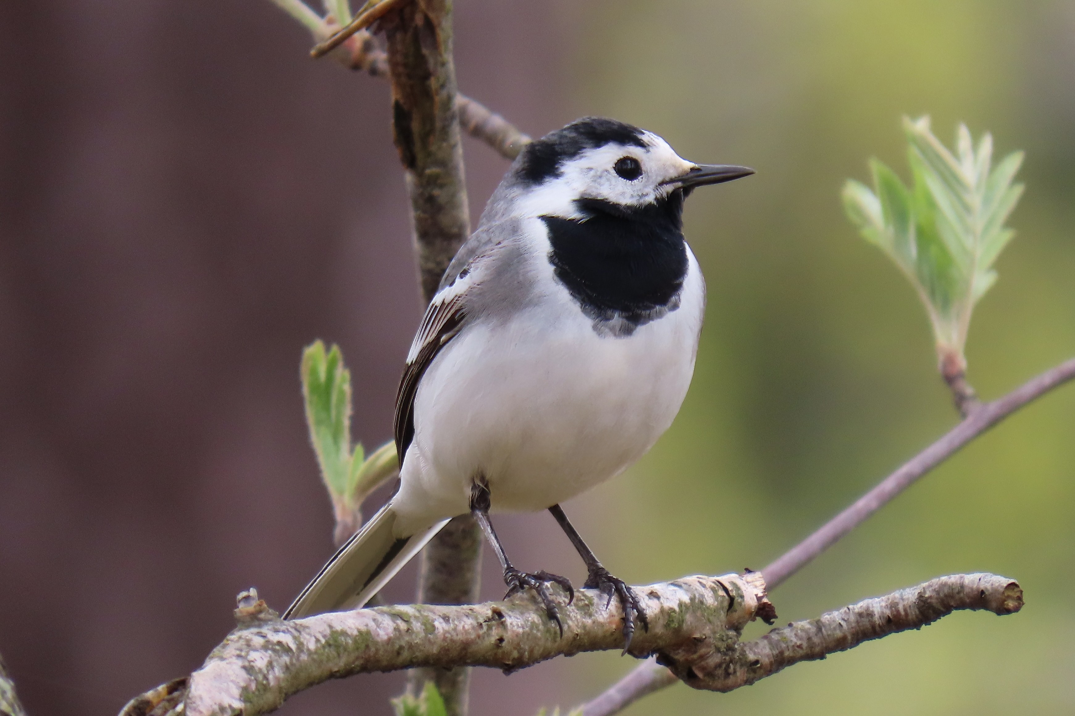 Västäräkki / White Wagtail