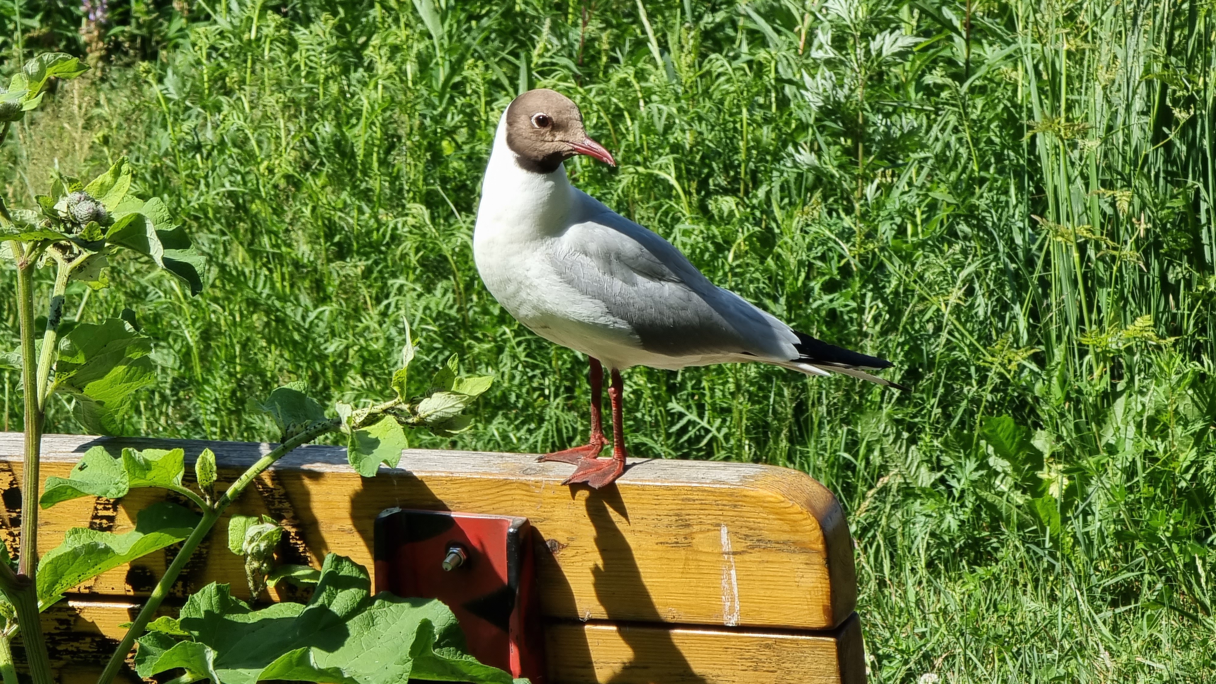 Naurulokki / Black-headed Gull