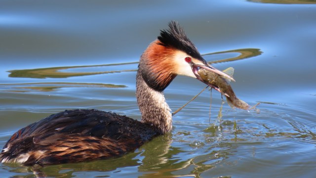 Silkkiuikku / Great Crested Grebe
