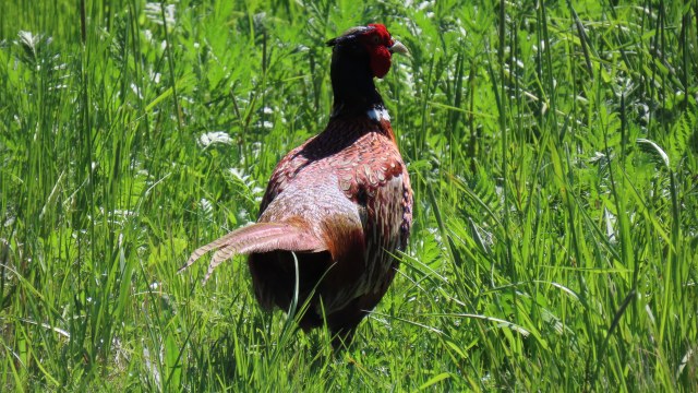 Fasaani / Common Pheasant
