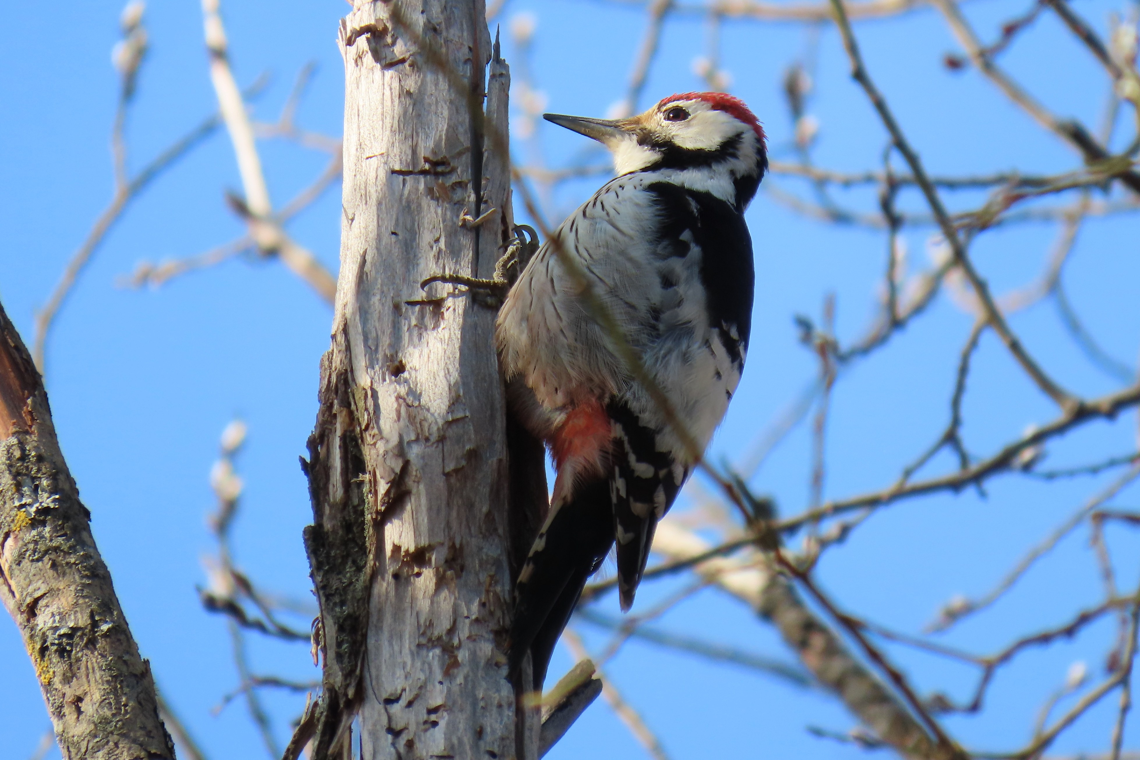 Valkoselkätikka / White-Backed Woodpecker