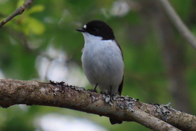 Kirjosieppo / European Pied Flycatcher