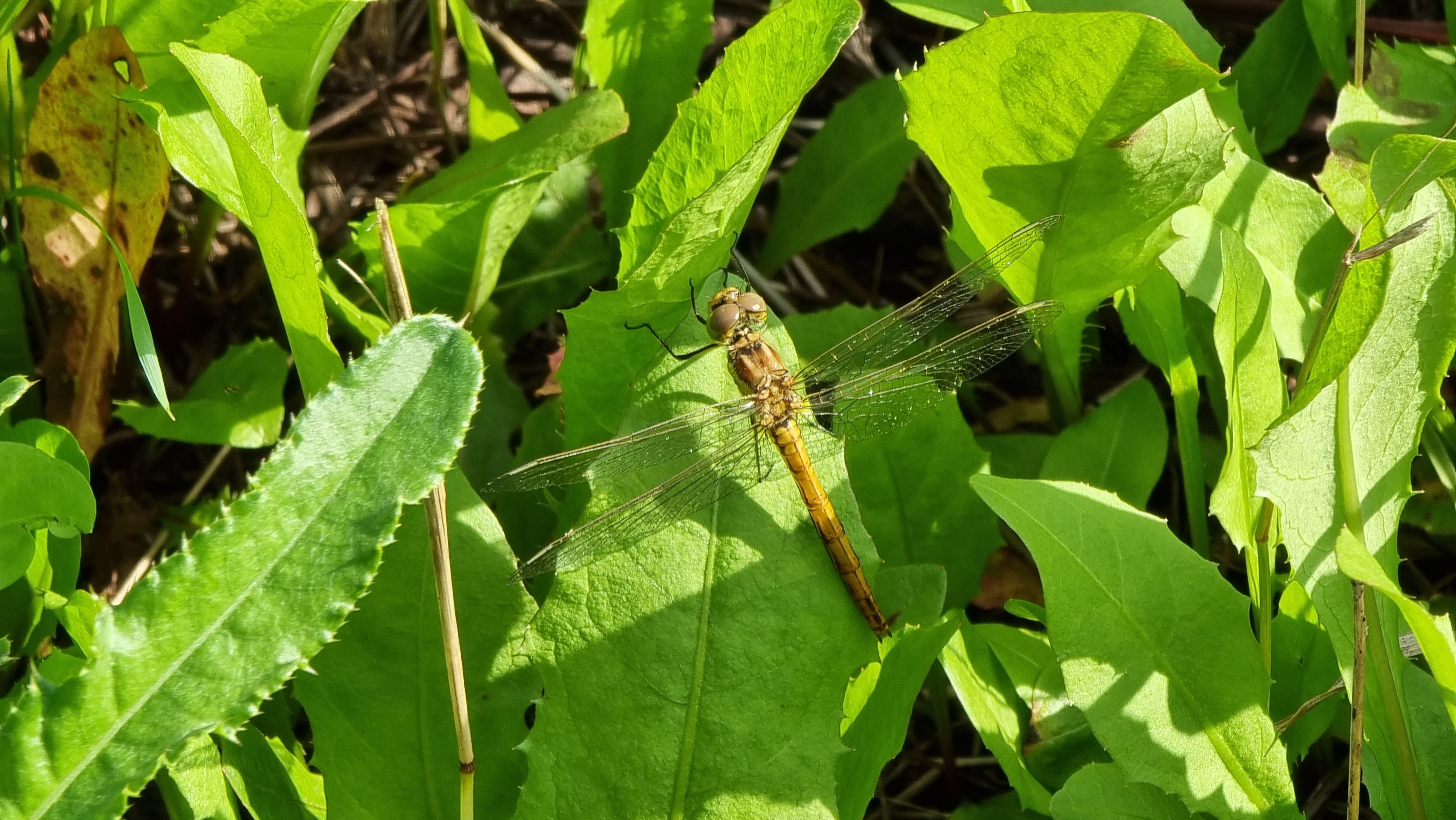 Elokorento / Yellow-winged Darter